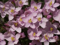 Centaurium erythraea 17, Echt duizendguldenkruid, Saxifraga-Jan van der Straaten