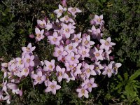 Centaurium erythraea 18, Echt duizendguldenkruid, Saxifraga-Willem van Kruijsbergen