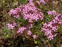 Centaurium erythraea 2, Echt duizendguldenkruid, Saxifraga-Jan van der Straaten