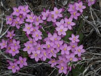 Centaurium erythraea 23, Echt duizendguldenkruid, Saxifraga-Willem van Kruijsbergen