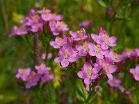 Centaurium erythraea 32, Echt duizendguldenkruid, Saxifraga-Ed Stikvoort