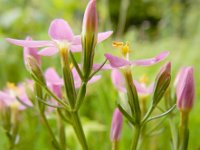 Centaurium erythraea 36, Echt duizendguldenkruid, Saxifraga-Ed Stikvoort