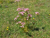 Centaurium erythraea 45, Echt duizendguldenkruid, Saxifraga-Hans Grotenhuis