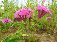 Centaurium erythraea 55, Echt duizendguldenkruid, Saxifraga-Hans Grotenhuis