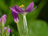 Centaurium erythraea421, Echt duizendguldenkruid, Saxifraga-Sonja Bouwman