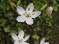 Centaurium scilloides