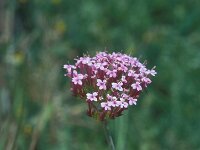 Centranthus angustifolius 12, Saxifraga-Jan van der Straaten