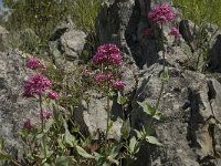 Centranthus lecoqii 5, Saxifraga-Jan van der Straaten