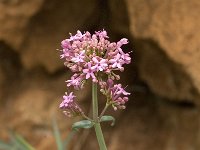 Centranthus lecoqii 6, Saxifraga-Jan van der Straaten