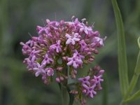 Centranthus lecoqii 7, Saxifraga-Willem van Kruijsbergen