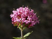 Centranthus macrosiphon 4, Saxifraga-Jan van der Straaten