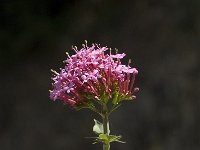 Centranthus macrosiphon 5, Saxifraga-Jan van der Straaten