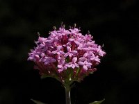 Centranthus macrosiphon 7, Saxifraga-Willem van Kruijsbergen