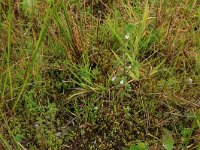 Centunculus minimus 10, Dwergbloem, Saxifraga-Hans Boll