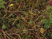 Centunculus minimus 13, Dwergbloem, Saxifraga-Hans Boll