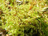 Centunculus minimus 16, Dwergbloem, Saxifraga-Rutger Barendse