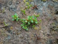 Centunculus minimus 18, Dwergbloem, Saxifraga-Ed Stikvoort