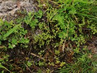 Centunculus minimus 2, Dwergbloem, Saxifraga-Hans Boll