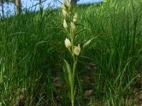 Cephalanthera damasonium 11, Bleek bosvogeltje, Saxifraga-Ed Stikvoort