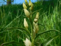 Cephalanthera damasonium 13, Bleek bosvogeltje, Saxifraga-Ed Stikvoort