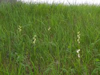 Cephalanthera damasonium 14, Bleek bosvogeltje, Saxifraga-Ed Stikvoort