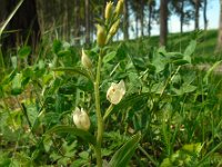 Cephalanthera damasonium 16, Bleek bosvogeltje, Saxifraga-Ed Stikvoort