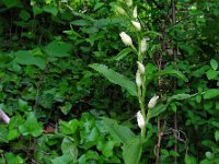 Cephalanthera damasonium 17, Bleek bosvogeltje, Saxifraga-Ed Stikvoort