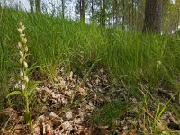 Cephalanthera damasonium 18, Bleek bosvogeltje, Saxifraga-Ed Stikvoort