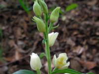 Cephalanthera damasonium 20, Bleek bosvogeltje, Saxifraga-Ed Stikvoort