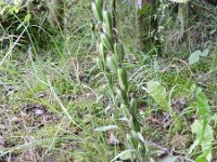 Cephalanthera damasonium 22, Bleek bosvogeltje, Saxifraga-Rutger Barendse