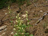 Cephalanthera damasonium 24, Bleek bosvogeltje, Saxifraga-Dirk Hilbers