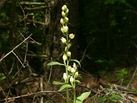 Cephalanthera damasonium 25, Bleek bosvogeltje, Saxifraga-Dirk Hilbers