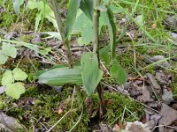 Cephalanthera damasonium 27, Bleek bosvogeltje, Saxifraga-Rutger Barendse