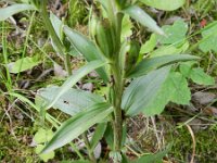 Cephalanthera damasonium 29, Bleek bosvogeltje, Saxifraga-Rutger Barendse