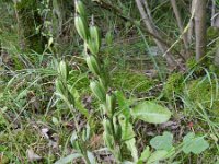 Cephalanthera damasonium 30, Bleek bosvogeltje, Saxifraga-Rutger Barendse