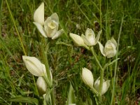 Cephalanthera damasonium 31, Bleek bosvogeltje, Saxifraga-Ed Stikvoort