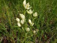 Cephalanthera damasonium 32, Bleek bosvogeltje, Saxifraga-Ed Stikvoort