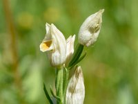 Cephalanthera damasonium 34, Bleek bosvogeltje, Saxifraga-Sonja Bouwman  939. Bleek bosvogeltje - Cephalanthera damasonium - Orchidaceae familie (i)