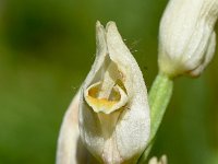 Cephalanthera damasonium 35, Bleek bosvogeltje, Saxifraga-Sonja Bouwman  939. Bleek bosvogeltje - Cephalanthera damasonium - Orchidaceae familie (i) Wijlre