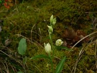 Cephalanthera damasonium 7, Bleek bosvogeltje, Saxifraga-Dirk Hilbers