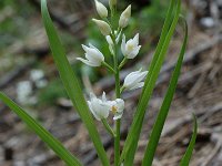 Cephalanthera longifolia 10, Wit bosvogeltje, Saxifraga-Willem van Kruijsbergen