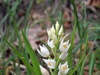 Cephalanthera longifolia 16, Wit bosvogeltje, Saxifraga-Jeroen Willemsen