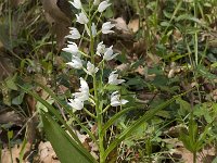 Cephalanthera longifolia 18, Wit bosvogeltje, Saxifraga-Willem van Kruijsbergen