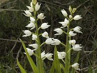 Cephalanthera longifolia 2, Wit bosvogeltje, Saxifraga-Marijke Verhagen