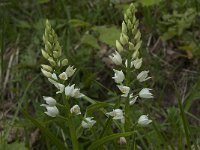 Cephalanthera longifolia 26, Wit bosvogeltje, Saxifraga-Willem van Kruijsbergen