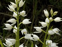 Cephalanthera longifolia 3, Wit bosvogeltje, Saxifraga-Marijke Verhagen