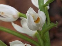 Cephalanthera longifolia 30, Wit bosvogeltje, Saxifraga-Hans Dekker