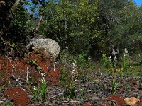 Cephalanthera longifolia 45, Wit bosvogeltje, Saxifraga-Ed Stikvoort