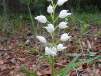 Cephalanthera longifolia 49, Wit bosvogeltje, Saxifraga-Rutger Barendse