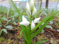 Cephalanthera longifolia 50, Wit bosvogeltje, Saxifraga-Rutger Barendse